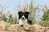 BORDER COLLIE 506